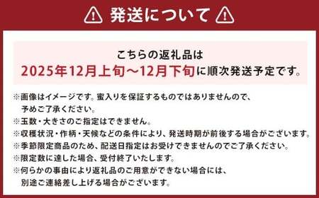 二戸産りんご サンふじ 約10kg （24～46玉）／りんご リンゴ 林檎 フルーツ 果物 旬 お取り寄せ【2025年12月発送予定】