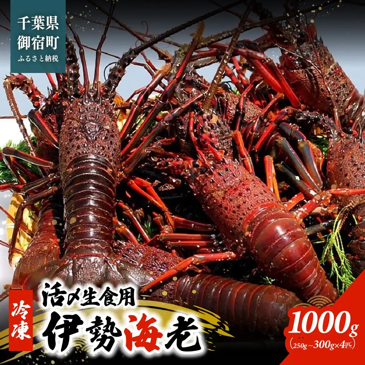 活〆生食用伊勢海老（冷凍）１０００ｇ（２５０～３００ｇ）×４匹 /  ONJB023　伊勢海老　海老　イセエビ　生食用