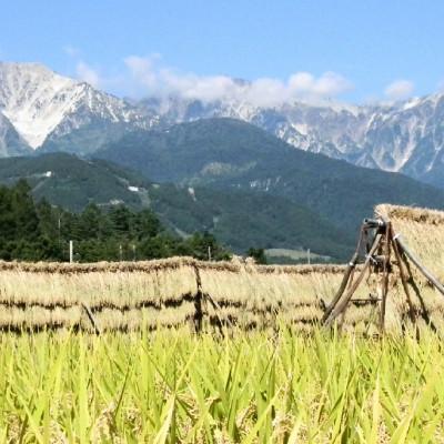 ふるさと納税 白馬村 【令和7年産】 長野県白馬村産ミルキークイーン10kg |  | 02