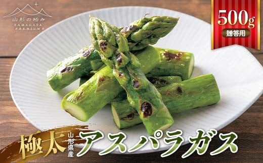 【山形の極み】贈答用 山形県産 極太 アスパラガス500g 2026年3月下旬頃から順次発送 F2Y-6845