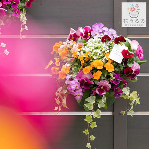 D-457 パンジー＆ビオラの花うるるハンギング寄せ植え「カシスオレンジ Ｍサイズ」