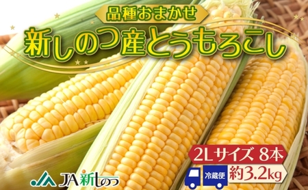 北海道 新しのつ産 とうもろこし 黄色 2L 8本 トウモロコシ とうきび イエロー コーン 旬 野菜 甘い お取り寄せ 国産 農作物 人気 BBQ JA新しのつ 送料無料 新篠津村 