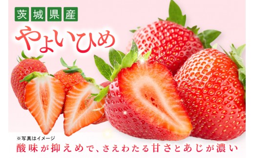 いちご やよいひめ イチゴ 苺 1箱 4パック JAなめがたしおさい直送 大粒 酸味 甘さ 減農薬 果物 フルーツ 冬 旬 【茨城県共通返礼品/行方市産】【先行予約｜2026年1月上旬より順次発送】(96-10)