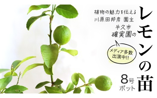 
                  レモン の 苗 8号ポット 1点 苗木 庭木 果樹 ガーデニング 家庭菜園 園芸 鉢植え 庭木 果物 くだもの  観葉植物 インテリア 植木鉢
                