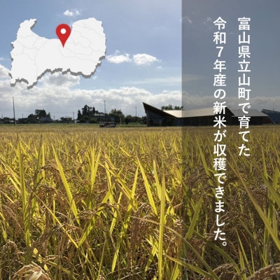 【令和7年産】玄米 ヘルジアンウッド米 30kg　富山県産コシヒカリ