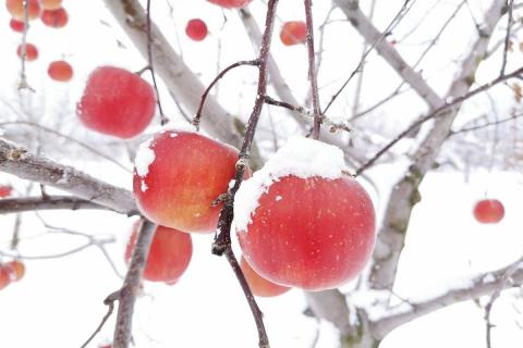 【ANA限定】【2026年1月上旬発送】りんご約3kgサンふじ〈氷点寒熟〉青森県産