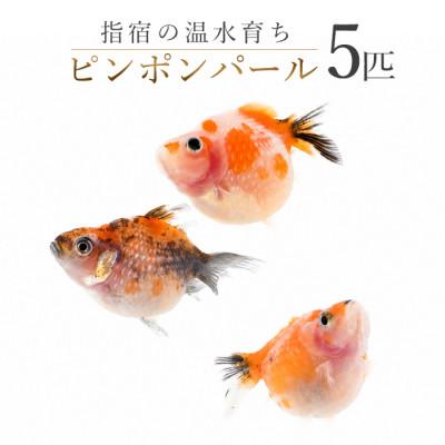 ふるさと納税 指宿市 【温水育ち】ピンポンパール5匹(IB148-003)