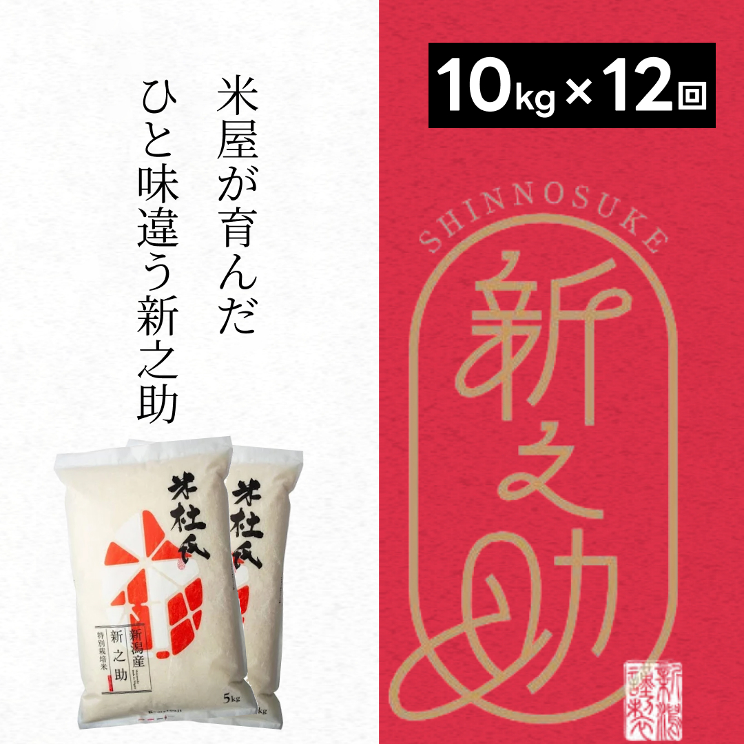 【新米】12ヶ月定期便 特別栽培米 新之助 10kg (5kg×2袋)×12回 米杜氏 壱成 白米 精米 大粒 つや 光沢 弾力 芳醇 1H30277