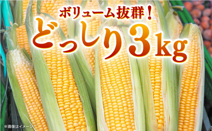 【先行予約】【７月から順次発送】葉付きスイートコーン 計約3kg 山都町産 とうもろこし 【大浜農園】 [YCE003]