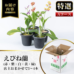 【個数限定】寿峰苑特選えびね蘭　店主おすすめ標準Aコース（3本～4本） 鹿児島 冠岳 で育った 蘭 時期により 花 苗 鉢入りでお届け！ 【00-045-01】