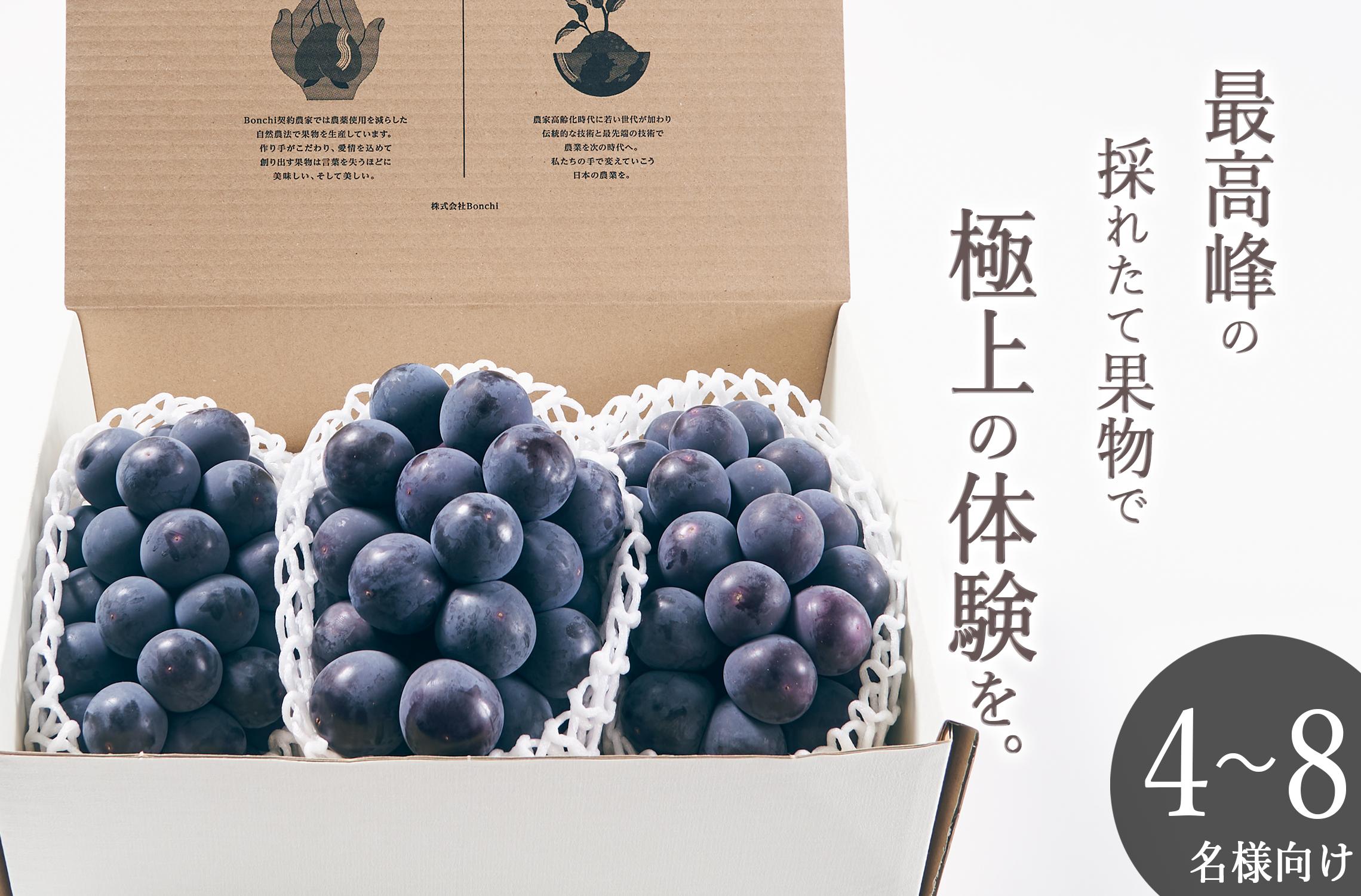 甲州市産 種無し大粒巨峰3房入り 約1.5kg 自然農法 【2024年発送】（BNC）