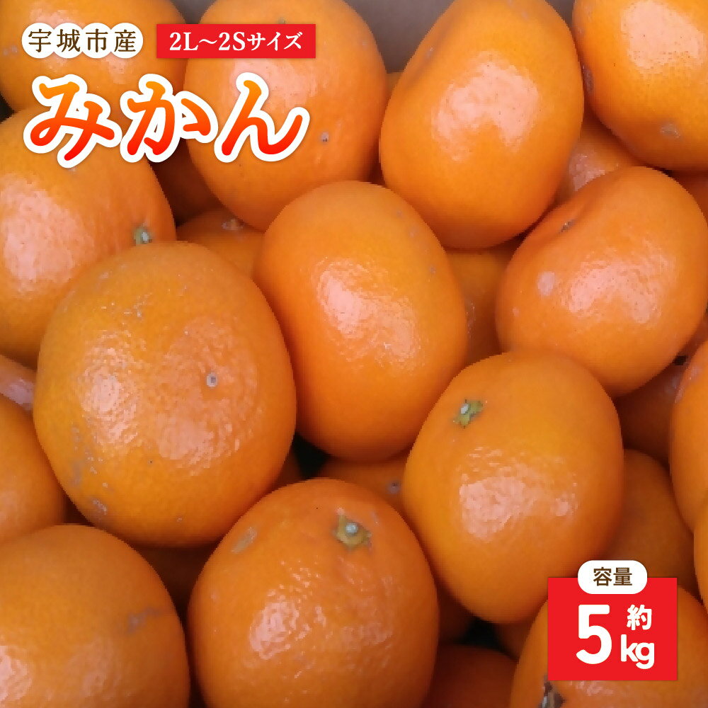 【ふるさと納税】【先行予約】 みかん 約5kg 2L〜2Sサイズ 【2025年9月上旬から10月下旬発送予定】 蜜柑 柑橘 九州 熊本県 宇城市 送料無料 株式会社GGYパッケージ