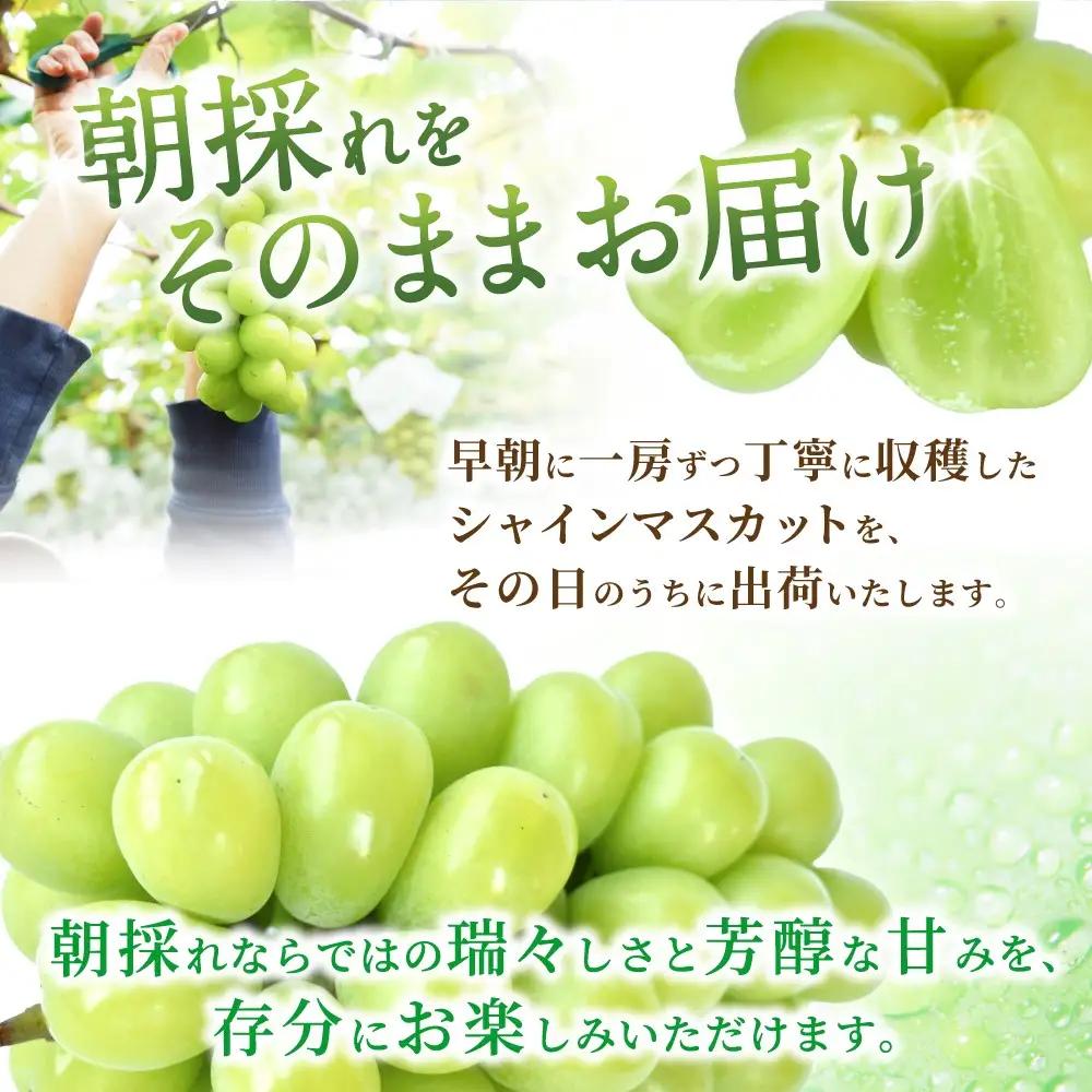 【先行予約】朝摘み シャインマスカット 秀品 2房（約1.2kg）こだわり農家厳選！【2027年8月中旬から9月中旬順次発送予定】） | マスカット ぶどう ブドウ 和歌山 フルーツ 果物 くだもの【