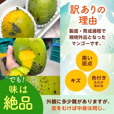 【2026年8月から順次発送・訳あり】JAおきなわ厳選!沖縄県産キーツマンゴー2kg(2～3玉)【配送不可地域：離島】