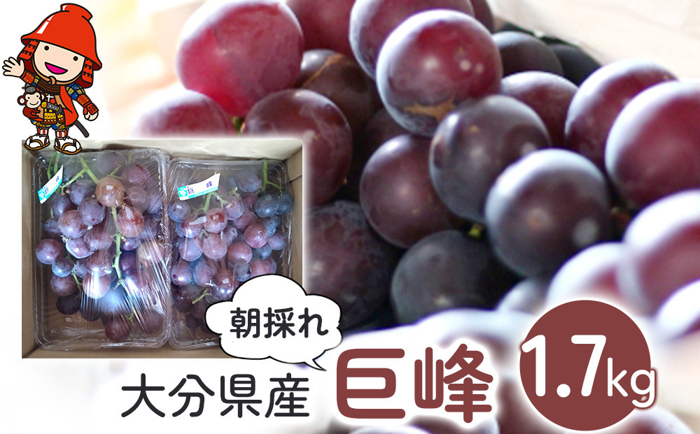 
                  【糖度計使用】 巨峰 約1.7kg | いわき農園 葡萄 ぶどう ブドウ 巨峰 種あり 数量限定 新鮮 産地直送 果物 くだもの フルーツ ギフト 大分県産 九州産 大分県 中津市
                