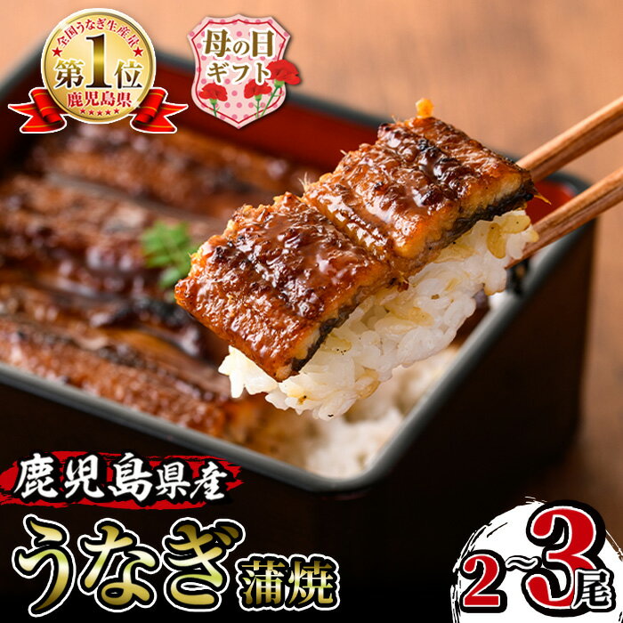 【ふるさと納税】【母の日ギフト】尾数が選べる！鹿児島県産うなぎ蒲焼(2尾 or 3尾) 1尾約140g うなぎ 鰻 ウナギ 2尾 3尾 選べる 蒲焼き 国産 鹿児島県産 焼きたて 生産量日本一 真空パック おかず 晩御飯 特別な日 母の日 プレゼント ギフト 贈答 【薩摩川内鰻】
