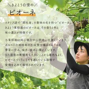 【きよとうファーム】【訳あり】ピオーネ ご家庭用 3-5房入/計2kg～(岡山県産)【配送不可地域：離島】【1535985】