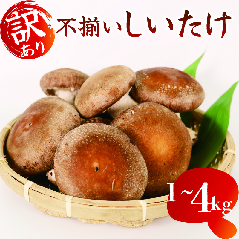 
            訳あり 不揃い 生しいたけ 1kg～4kg  シイタケ 椎茸 大ぶり 食べ応え 厚い 肉厚 うまみ BBQ 栽培期間中 農薬不使用 ジューシー
          