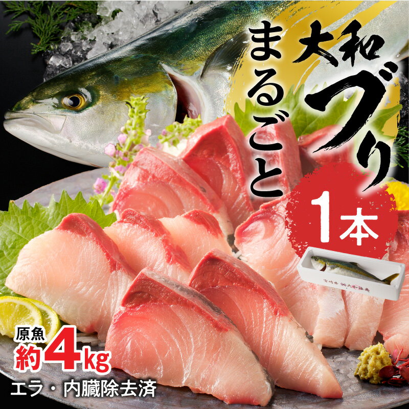 【ふるさと納税】【10月～2月発送】まるごと一本 大和ブリ 内臓処理済み しっかりとした肉厚 弾力 臭み 少ない ぶり 刺身 ぶりしゃぶ 煮物 旬 国産 魚 海鮮 宮崎県延岡市 産地直送 お取り寄せ 送料無料 【大和海商】