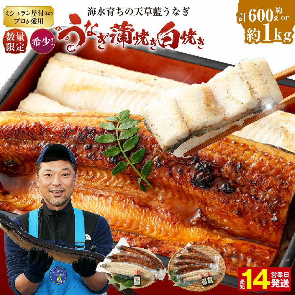 【ふるさと納税】【ミシュラン星付きのプロが愛用】数量限定 海水育ちの天草藍うなぎ 蒲焼き 白焼き 3尾～4尾セット 合計約600g または 5尾～7尾セット 合計約1kg うなぎ 蒲焼き ウナギ 鰻 国産 蒲焼 蒲焼セット 特選だれ ニホンウナギ 熊本産 ギフト 老舗 贈答品 送料無料
