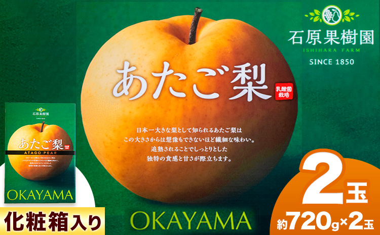【2026年先行予約】あたご 梨 約720g×2玉 化粧箱 石原果樹園 《2026年11月中旬-12月下旬頃より発送予定》岡山県 浅口市 フルーツ 果物 ギフト 贈り物 国産 岡山県産 送料無料