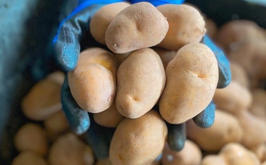 【越冬じゃが】インカのめざめ混合5kg