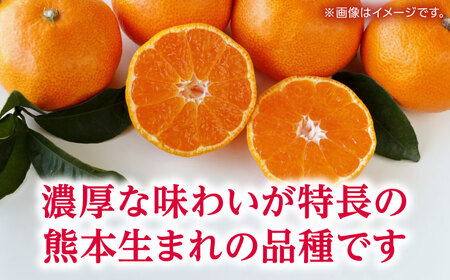 温州みかん 『白川』 約5kg S～Lサイズ 【奥村果実園】[ZFK007]