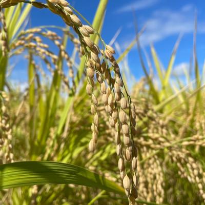 ふるさと納税 山辺町 【令和7年産】雪若丸 精米 2kg 山形県産 ※沖縄・離島の配送不可 |  | 02