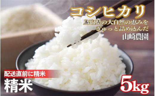 令和7年産 山崎さんのこしひかり精米5㎏｜鳥取県産 令和7年 2025年産 お米 コシヒカリ 精米 山崎農園 やまのおかげ屋【31040】