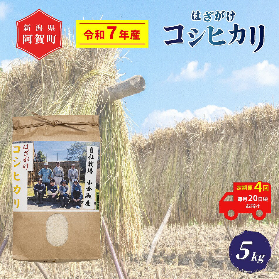 【ふるさと納税】 ＜定期便4回＞ 米 5kg 新潟県産 コシヒカリ はざ掛け 天日干し 令和7年産 越後奥阿賀産 | 小会瀬 はざがけ こしひかり 一等米 送料無料 お取り寄せ お米 白米 精米