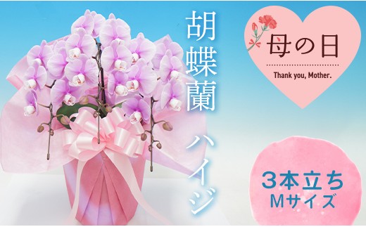 
                  【母の日ギフト】 胡蝶蘭 ハイジ 3本立ち Mサイズ ミディ こちょうらん コチョウラン 母の日 お花 贈り物 プレゼント ギフト フラワーギフト F21E-552
                