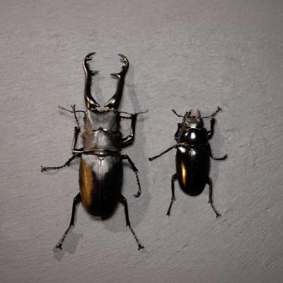ふるさと納税 猪名川町 ギラファノコギリクワガタ成虫ペア |  | 01