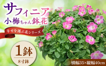 【4月末より順次発送】 サフィニア 小梅ちゃん 鉢花　/ 瑞浪市 中山園芸 花 お花 お祝い 鉢植え 生花 ギフト プレゼント フラワー[AZDC003]