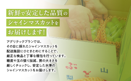 【☆先行予約☆2024年/令和6年発送分】シャインマスカット「こだわり」１Kg以上　2～3房