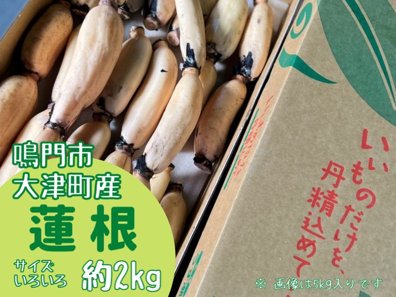 
【訳あり】鳴門市大津町産蓮根（不揃い） 約2kg【数量限定】
