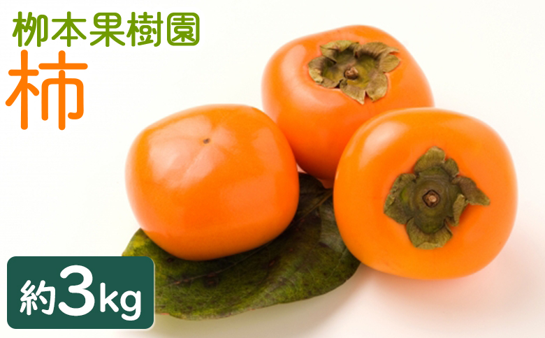 
            柿 3kg - 果物 くだもの フルーツ カキ かき 甘い おいしい 送料無料 期間限定 季節限定 数量限定 柳本果樹園 高知県 香南市 yg-0014
          