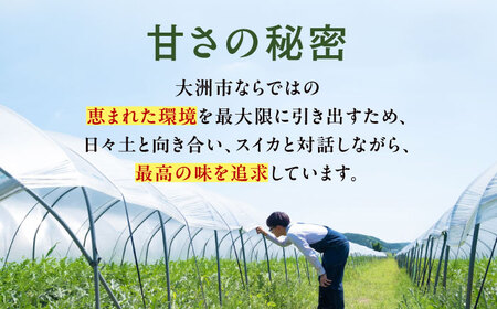 【先行予約】【6月上旬から順次発送】 スイカ【祭りばやし】 3L×2玉 すいか 西瓜 フルーツ 果物 くだもの 愛媛県大洲市/ふじた農園[AGDH003]