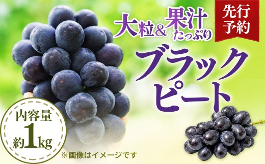 黒ぶどう ブラックビート 1kg 先行予約 | ぶどう ブドウ 葡萄 黒ぶどう 黒ブドウ 黒葡萄 ブラックビート 果物 フルーツ 旬 季節 数量限定 直送 贈答 プレゼント ユー・ファーム 埼玉県 杉戸町