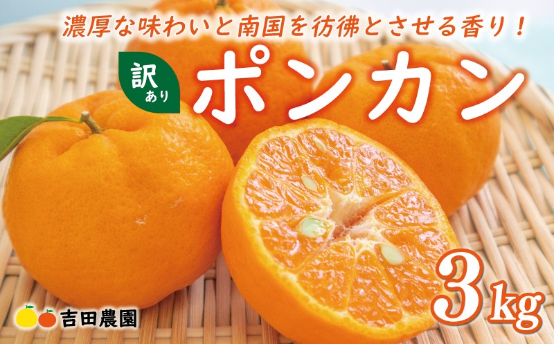 
            【2026年1月下旬頃発送】【先行予約】お試し用 訳あり ポンカン 3kg 7000円 みかん mikan 蜜柑 ミカン わけあり ぽんかん 産地直送 国産 農家直送 糖度 期間限定 数量限定 特産品 ゼリー ジュース アイス 冷凍 みかん 等に 人気 限定 甘い フルーツ 果物 柑橘 ジューシー 小玉 含む 規格外 サイズ ミックス お試し 試供品 お試し品 少量 吉田農園 愛南町 愛媛県
          