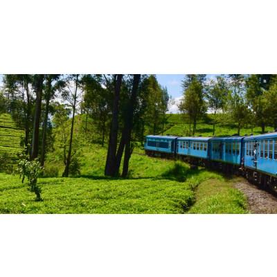 ふるさと納税 我孫子市 セイロン紅茶専門店MISTYWICK 人気のリーフティー 50g×5種セット |  | 03