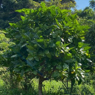 ふるさと納税 本部町 沖縄県産100% ノニジュース 6本(1本500ml) |  | 02