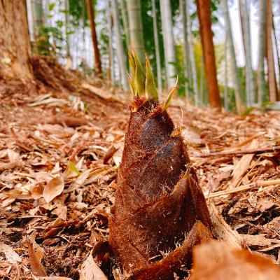 ふるさと納税 竹田市 山のうまいもの佃煮セット |  | 02