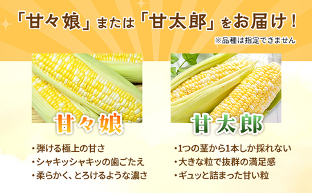 とうもろこし 先行予約 甘々娘 甘太郎 約4〜6本 レンチン とうもろこし
