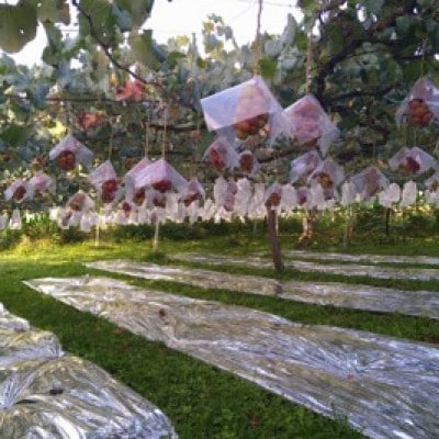 【2026年先行受付】10月中旬発送「牧丘天空の丘クイーンニーナ」約1kg(2～3房)【配送不可地域：離島】