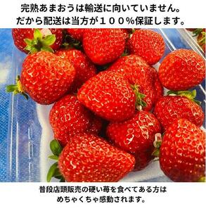 【出荷期間は1月～4月末】ボリューム満点てんこ盛り500g×2パック！完熟あまおう日替わりセット1000g