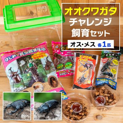 ふるさと納税 かすみがうら市 オオクワガタチャレンジ飼育セット(オス・メス各1匹)【オス70mm以上】