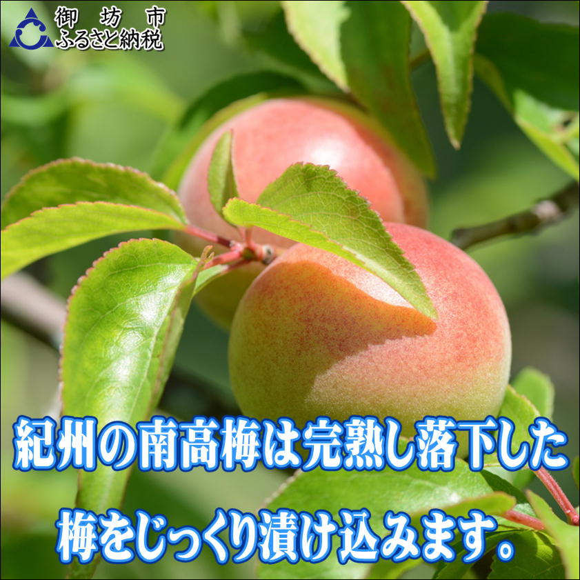 【家庭用】紀州南高梅　白干梅　1.2ｋｇ