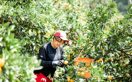かんきつジュース セット【3本】 柑橘ジュース 柑橘 伊予柑 ポンカン デコポン 宇和ゴールド 河内晩柑 紅まどんな 南津海 ブラッドオレンジ ジュース 詰め合わせ 詰合せ 愛媛県 （893）