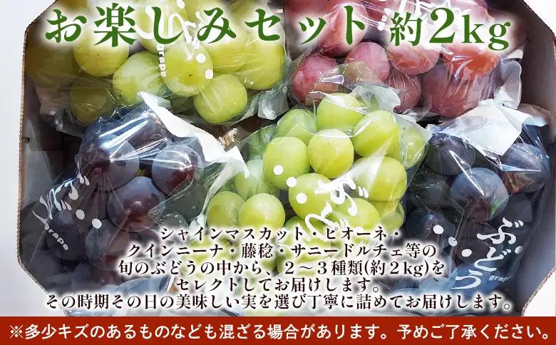 ＜西予の美味しいぶどう セレクトセット／おまかせ 約2kg＞ 果物 くだもの フルーツ ぶどう 葡萄 ブドウ セット 詰め合わせ つめあわせ 食べ比べ お楽しみ おまかせ 野菜ソムリエ 食べて応援 特