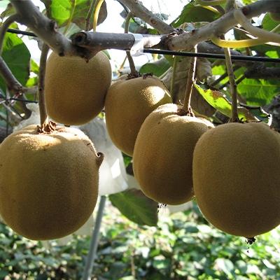 ふるさと納税 観音寺市 香川県オリジナルキウイ「さぬきゴールド」約3kg